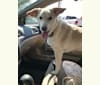 Sadie, a Beagle and Australian Cattle Dog mix tested with EmbarkVet.com