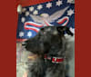 Winston, an Irish Wolfhound and Mastiff mix tested with EmbarkVet.com