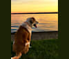 Bogey, a Labrador Retriever and Cocker Spaniel mix tested with EmbarkVet.com