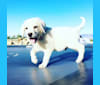 Titan, a Labrador Retriever tested with EmbarkVet.com