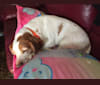 Mister, a Beagle and Basset Hound mix tested with EmbarkVet.com