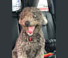 Bandit, an American Village Dog tested with EmbarkVet.com