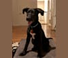 Kikko, a Labrador Retriever and German Shepherd Dog mix tested with EmbarkVet.com