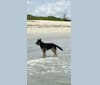 Reef, a German Shepherd Dog tested with EmbarkVet.com