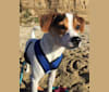 Photo of Apollo, a Danish-Swedish Farmdog  in Topo Valley, California, USA