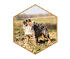 Apollo, a Bernese Mountain Dog and Australian Shepherd mix tested with EmbarkVet.com
