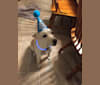Koji, a Miniature Schnauzer and German Shepherd Dog mix tested with EmbarkVet.com