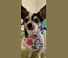 Romi, a Chihuahua and Miniature Pinscher mix tested with EmbarkVet.com