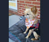 Nuxi, a Chihuahua and Bichon Frise mix tested with EmbarkVet.com