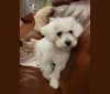Photo of Hershey, a Bichon Frise and Poodle (Small) mix in Wisconsin, USA