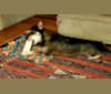 Photo of Seymour, a Chihuahua, Miniature Schnauzer, and Mixed mix in Omaha, Nebraska, USA