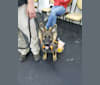 Photo of Bubbles Holtzapple von Wolfenguard, a German Shepherd Dog  in Fort Jennings, Ohio, USA