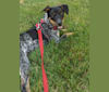 Bodie, an Australian Cattle Dog and Rat Terrier mix tested with EmbarkVet.com