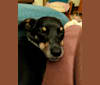 Luke, a Chihuahua and Dachshund mix tested with EmbarkVet.com