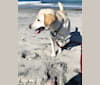 Winnie, a Southeast Asian Village Dog and Labrador Retriever mix tested with EmbarkVet.com