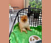 Santino, a Pomeranian tested with EmbarkVet.com