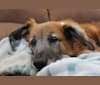 Shasta, a German Shepherd Dog and Australian Cattle Dog mix tested with EmbarkVet.com