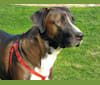 Photo of Sherlock, an Anatolian Shepherd Dog, American Pit Bull Terrier, and Boxer mix in USA