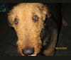 Photo of Sulley, an Airedale Terrier  in Airedale Acres, Madison 1323, Huntsville, AR, USA
