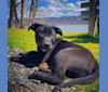 Photo of Mooshie, an American Pit Bull Terrier, German Shepherd Dog, and Australian Cattle Dog mix in Kentucky, USA