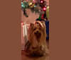 Photo of Mojo, a Yorkshire Terrier  in Tahlequah, OK, USA