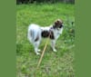 AH LONG, a Japanese or Korean Village Dog tested with EmbarkVet.com