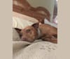Kiya, an American Pit Bull Terrier and German Shepherd Dog mix tested with EmbarkVet.com