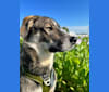 Jax, an Eastern European Village Dog tested with EmbarkVet.com