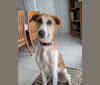 Kenobi, a West African Village Dog tested with EmbarkVet.com