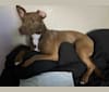 Juniper, an American Pit Bull Terrier and German Shepherd Dog mix tested with EmbarkVet.com
