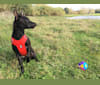 Neelix, an European Village Dog and Prague Ratter mix tested with EmbarkVet.com