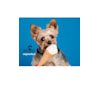 Chachi, a Yorkshire Terrier tested with EmbarkVet.com