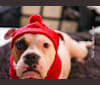Kobe, a Bulldog and American Pit Bull Terrier mix tested with EmbarkVet.com