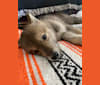 Fenris a dog tested with EmbarkVet.com