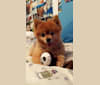 Zeke, a Pomeranian tested with EmbarkVet.com