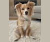 Louie, a Chihuahua and Pomeranian mix tested with EmbarkVet.com