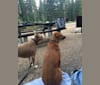 Haley, a Boxer and German Shepherd Dog mix tested with EmbarkVet.com
