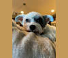 Kiwi, a Chinese Crested tested with EmbarkVet.com