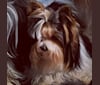 Emilya, a Biewer Terrier tested with EmbarkVet.com