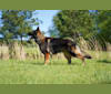 Torvi, a German Shepherd Dog tested with EmbarkVet.com