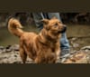 Daisy, a German Shepherd Dog and Rottweiler mix tested with EmbarkVet.com