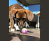Clyde, a Beagle and Pomeranian mix tested with EmbarkVet.com