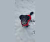 Roscoe, a Dachshund and Labrador Retriever mix tested with EmbarkVet.com