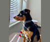 Koda, a Rat Terrier and Miniature Pinscher mix tested with EmbarkVet.com