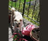 Winston, a Chihuahua and Pekingese mix tested with EmbarkVet.com