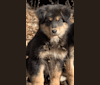 WINSTON, a German Shepherd Dog and Labrador Retriever mix tested with EmbarkVet.com