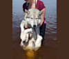 Atlas, a Siberian Husky and Rottweiler mix tested with EmbarkVet.com
