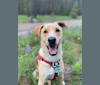 Finch, a Labrador Retriever and German Shepherd Dog mix tested with EmbarkVet.com