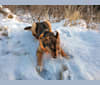 Freyja, a Golden Retriever and Labrador Retriever mix tested with EmbarkVet.com