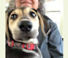 Poppy Jane, a Labrador Retriever and Old English Sheepdog mix tested with EmbarkVet.com